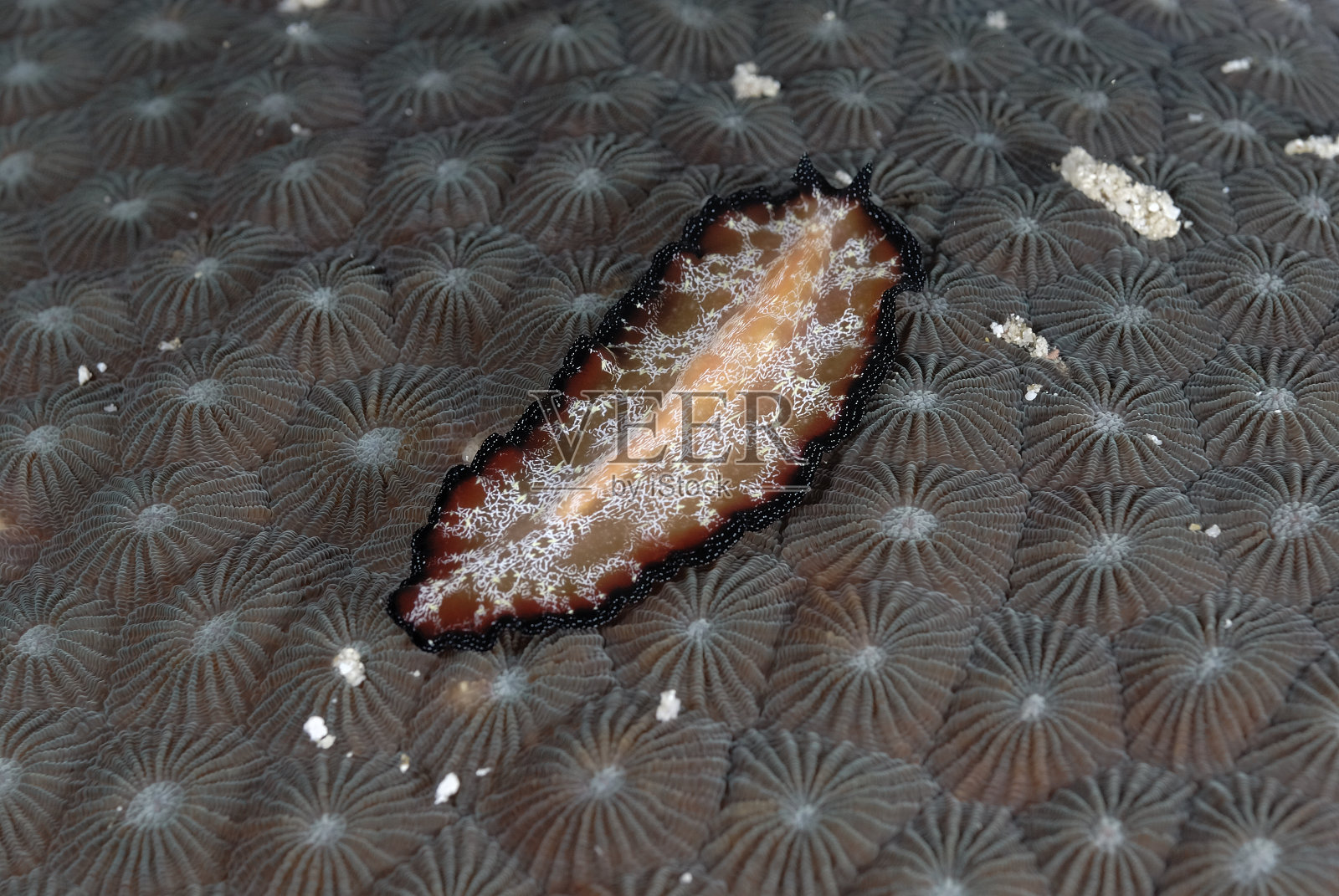 一些美丽的彩色裸枝的图片照片摄影图片