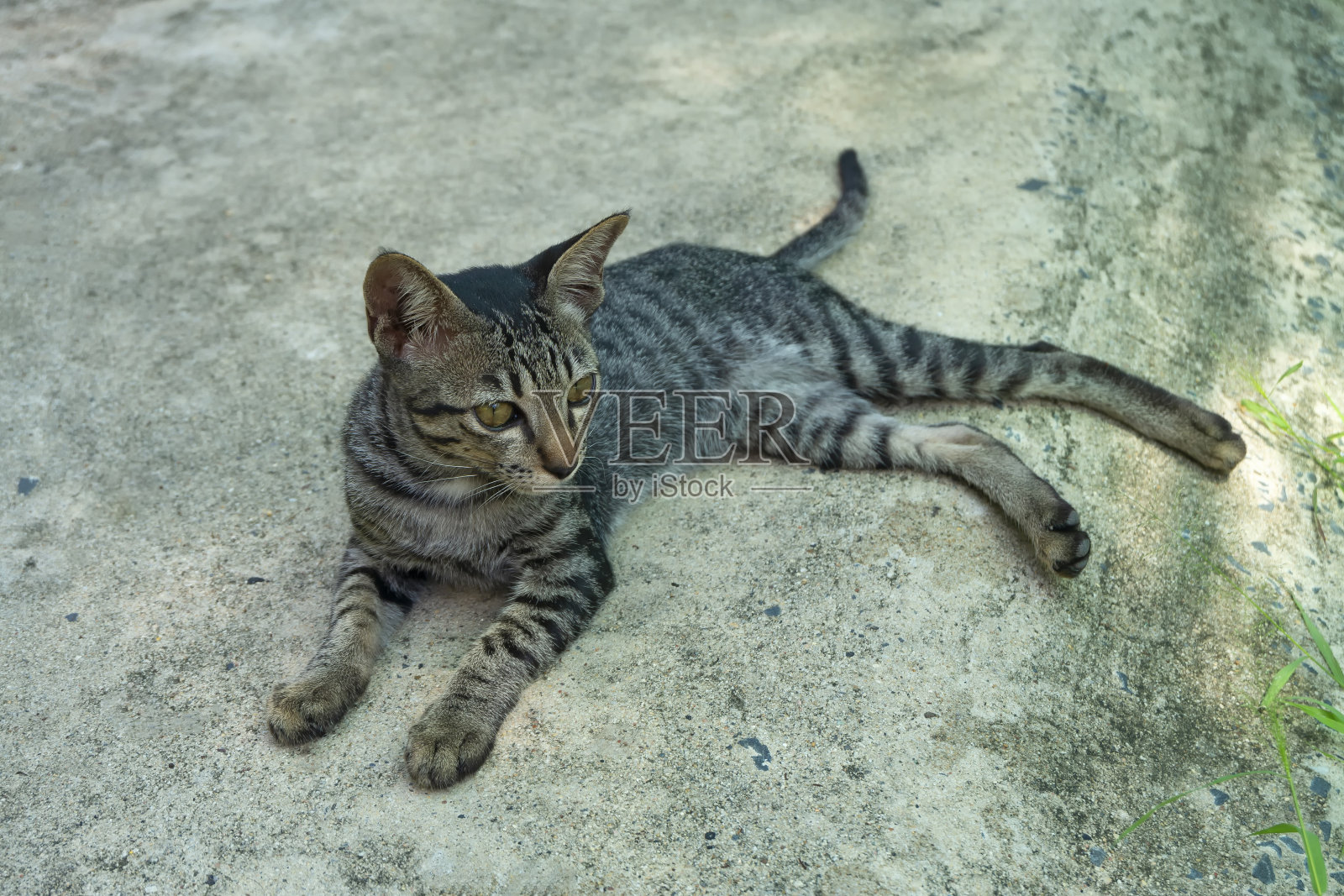 小猫躺在地上照片摄影图片