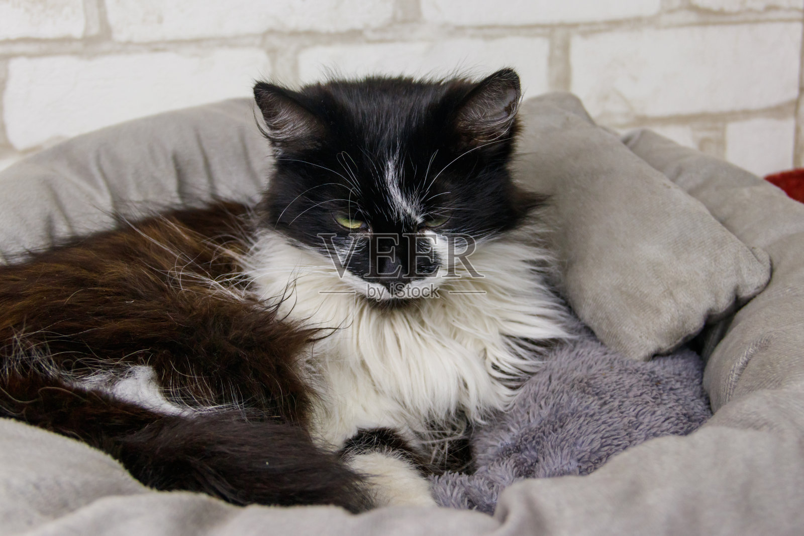 长毛猫躺在他柔软舒适的猫床上照片摄影图片