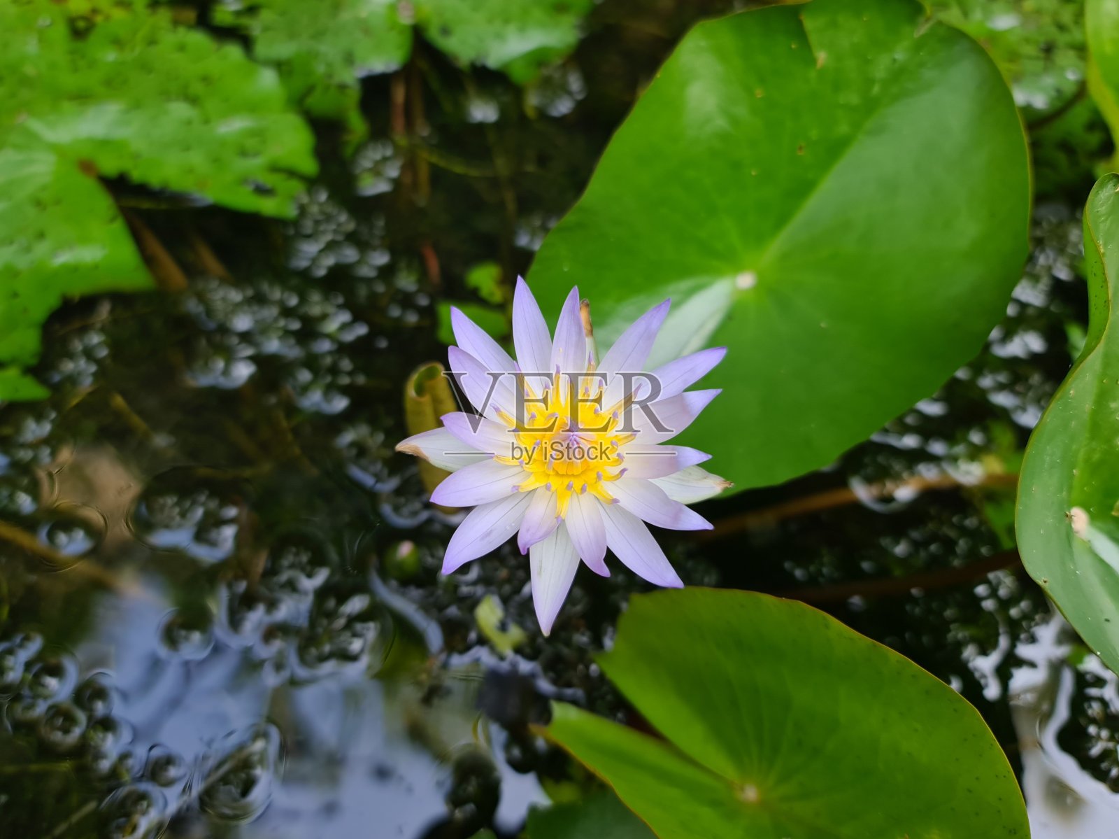 池塘里的水莉莉!照片摄影图片