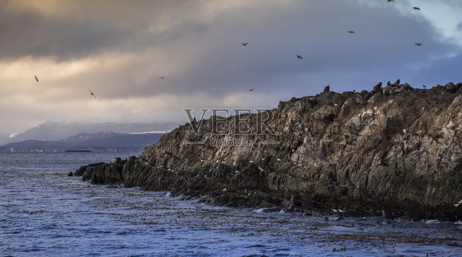 这个荒凉的小岛上有很多海狼和一种叫鸬鹚的海鸟照片摄影图片