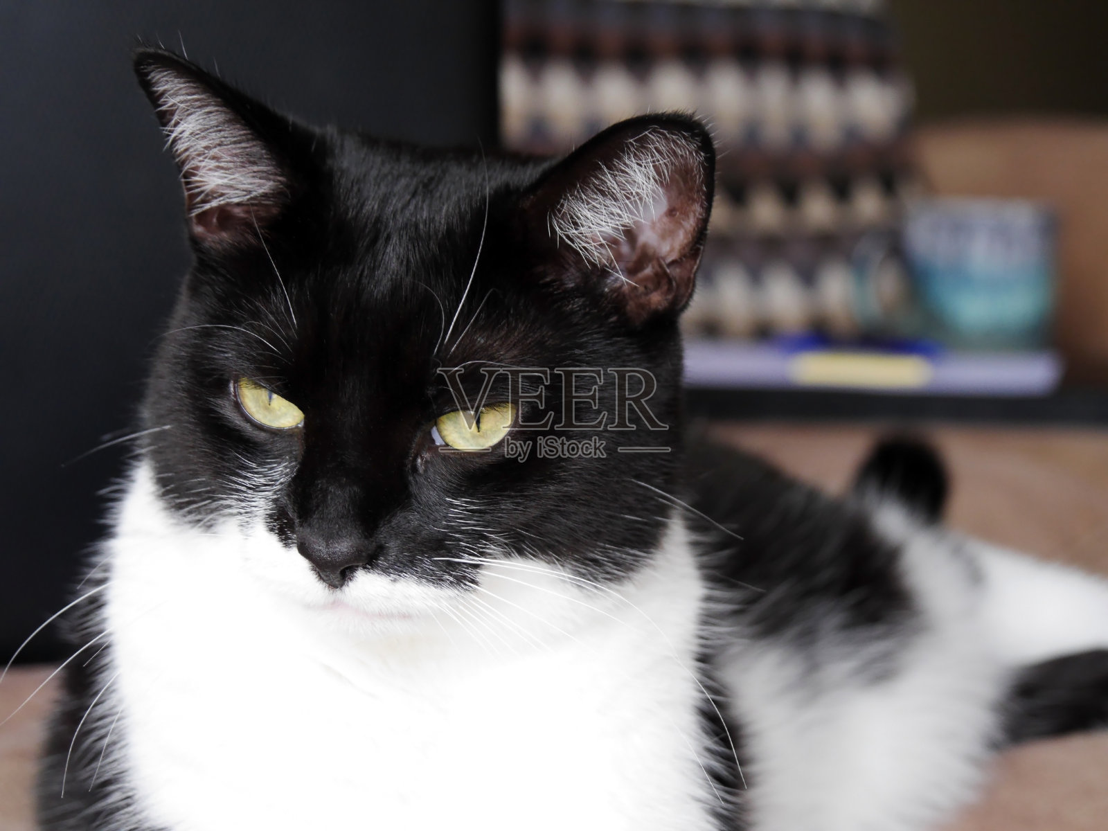 猫放松照片摄影图片