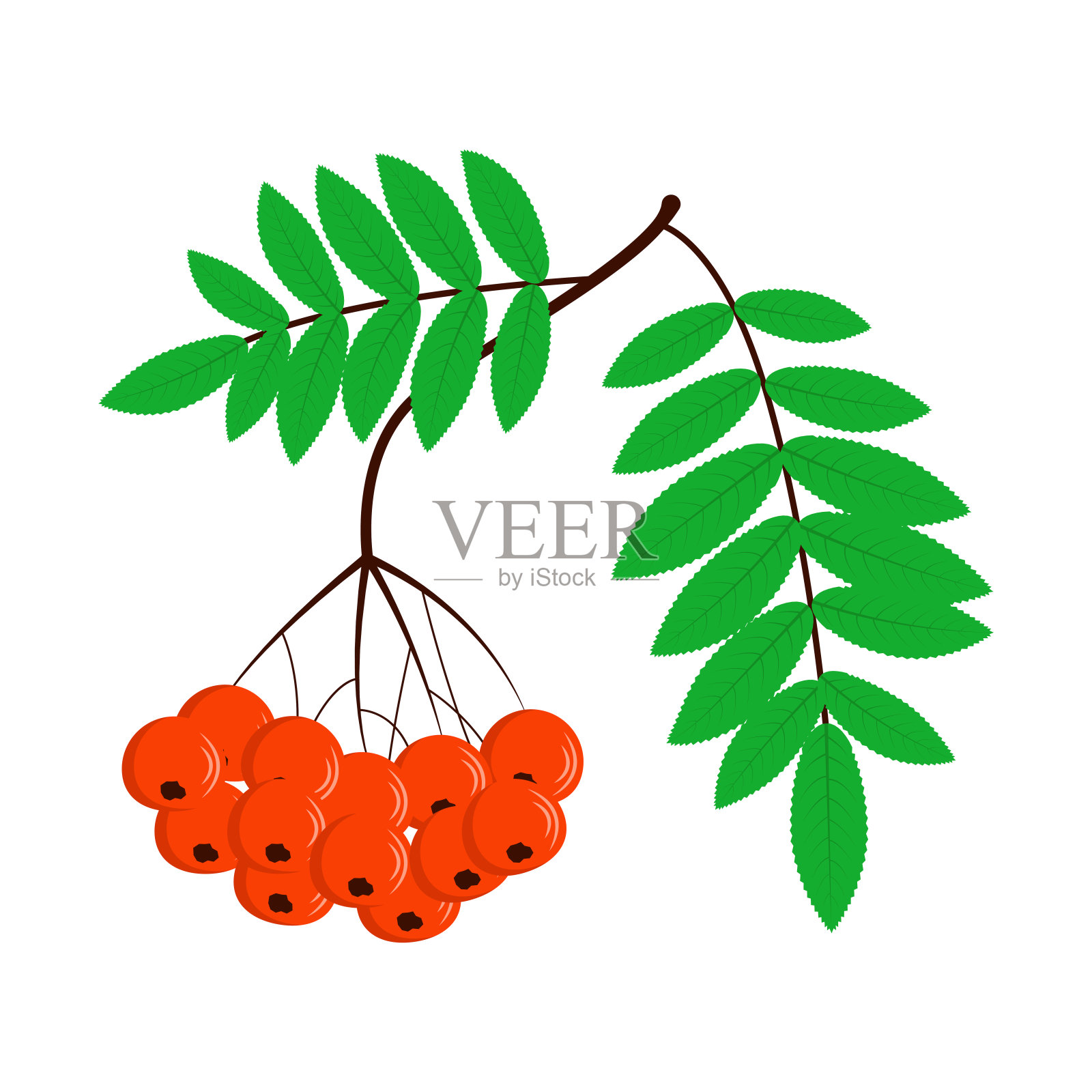 花楸枝，熟透明亮的浆果插画图片素材