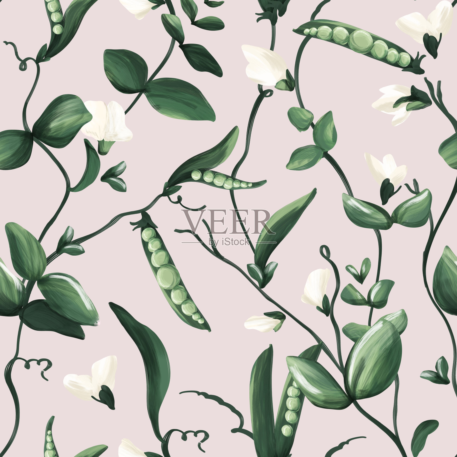 花园豌豆植物水彩香豌豆无缝图案，藤蔓开花园艺攀缘插画图片素材
