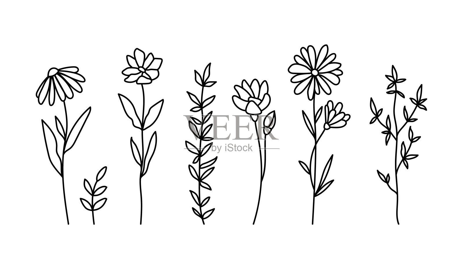 野花黑白夹心束，雏菊和洋甘菊花，植物花分离元素，草甸花载体插画图片素材