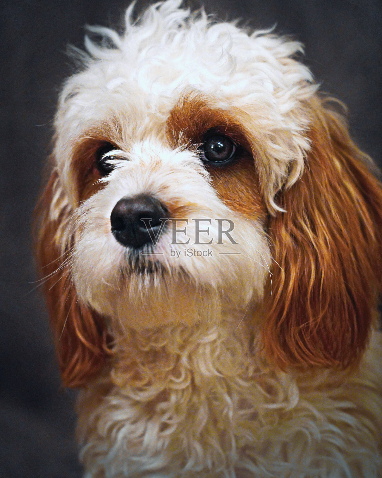 狗肖像照片摄影图片