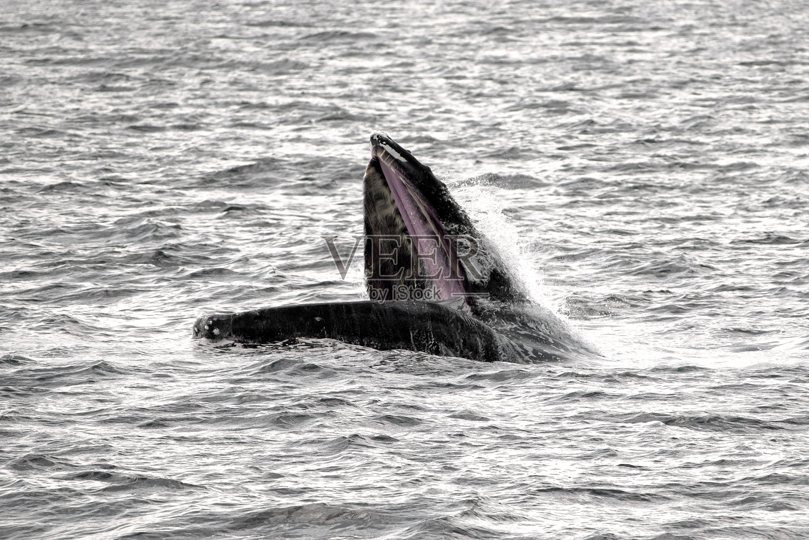 座头鲸进食-阴天照片摄影图片