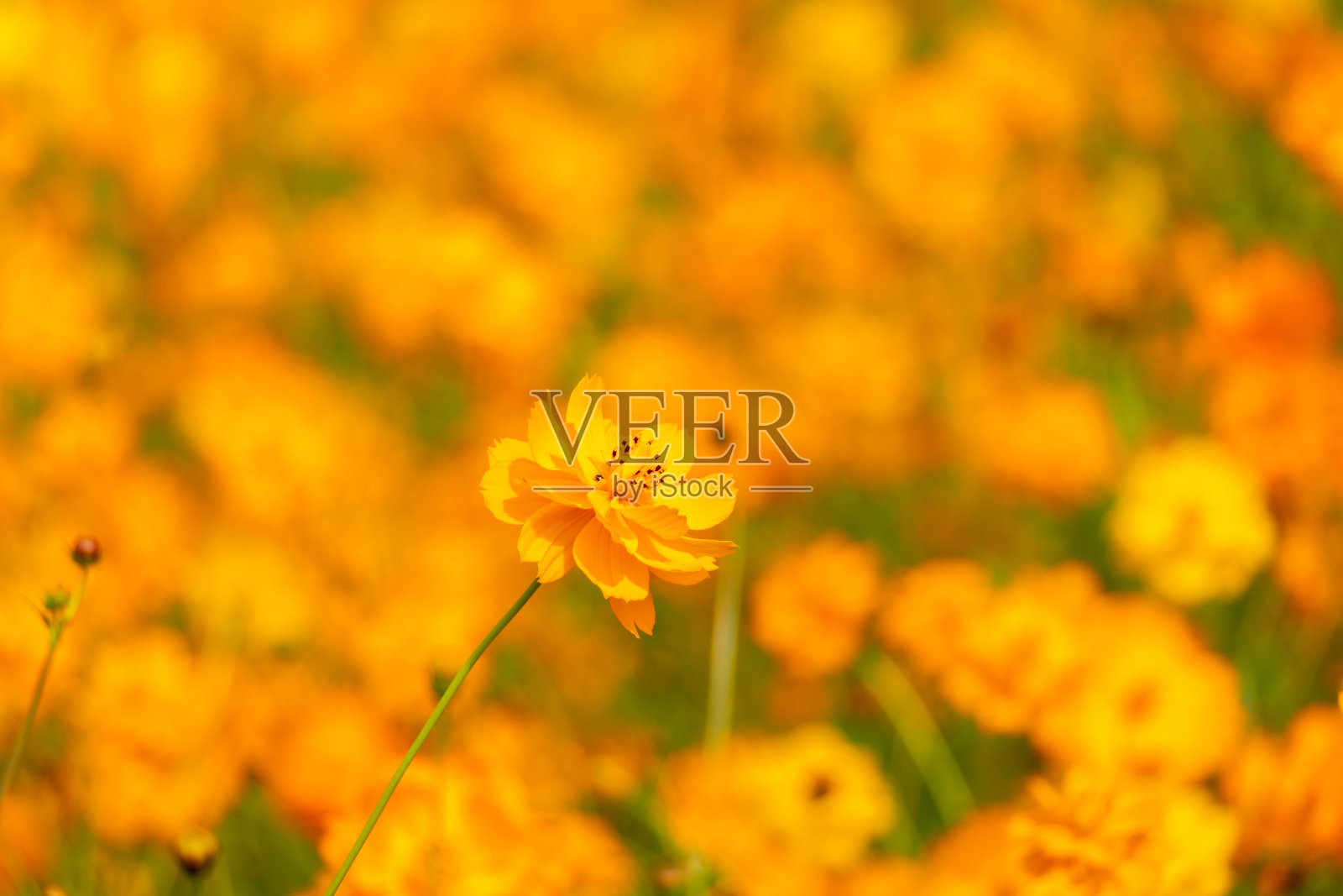 美丽的黄色宇宙(宇宙硫)花田背景照片摄影图片