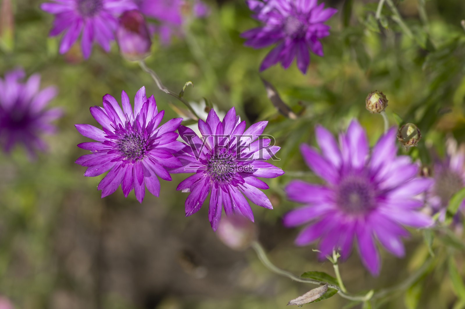 一年生干菊，紫罗兰不朽的花朵盛开，花团锦簇的植物在花园里照片摄影图片