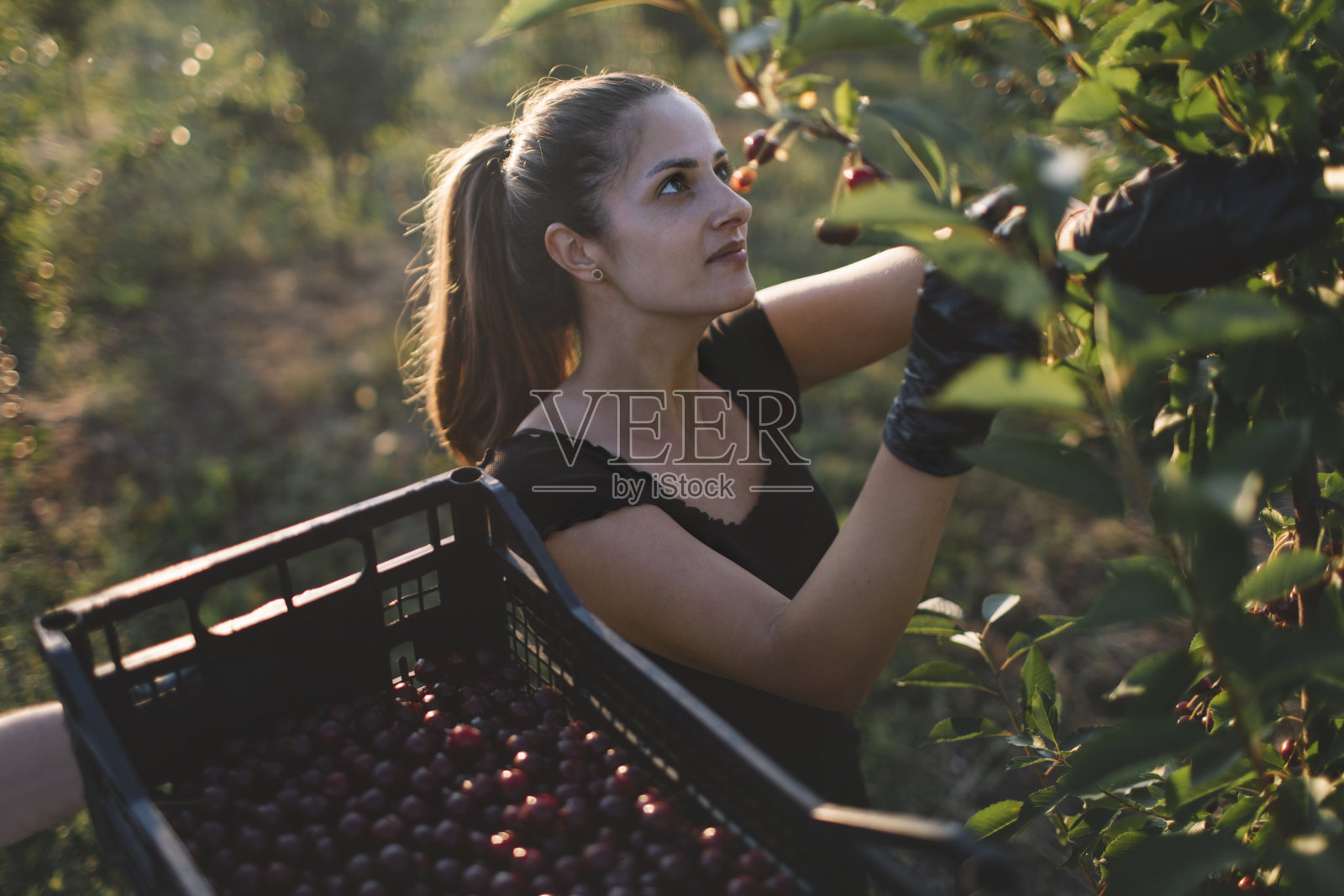 一个年轻女子在果园里采摘樱桃照片摄影图片