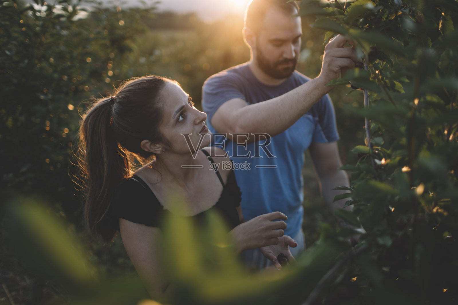 一对在果园里摘樱桃的夫妇照片摄影图片