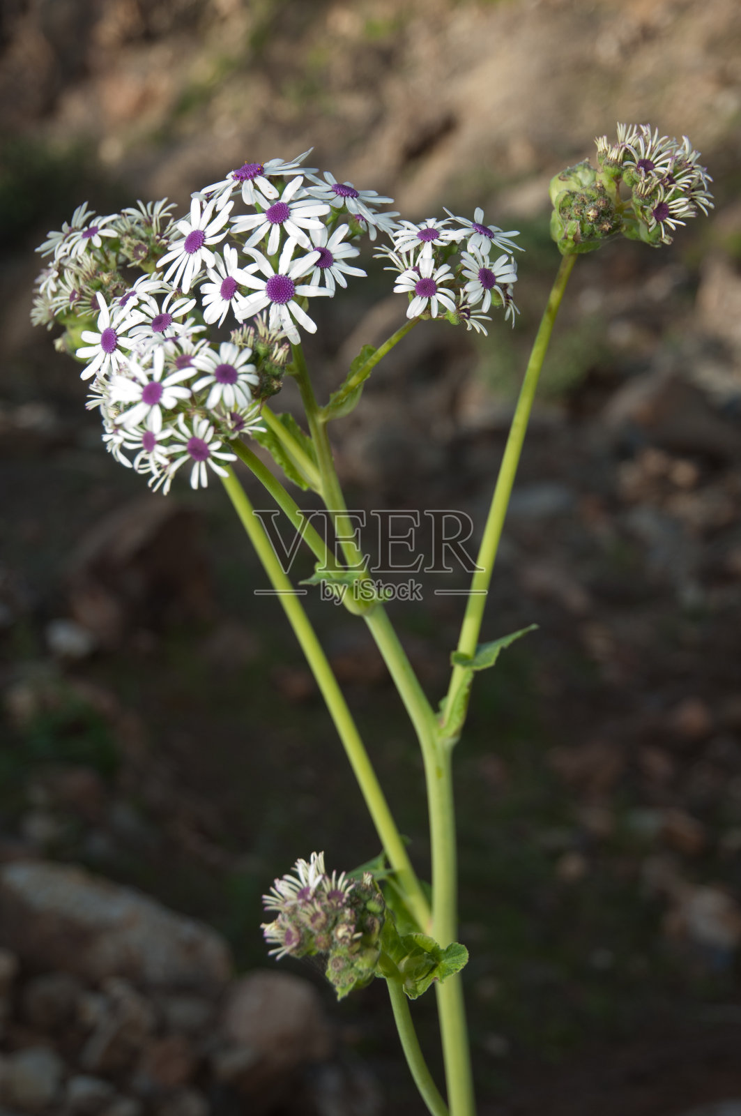 开花植物紫蒜，Inagua综合自然保护区。照片摄影图片
