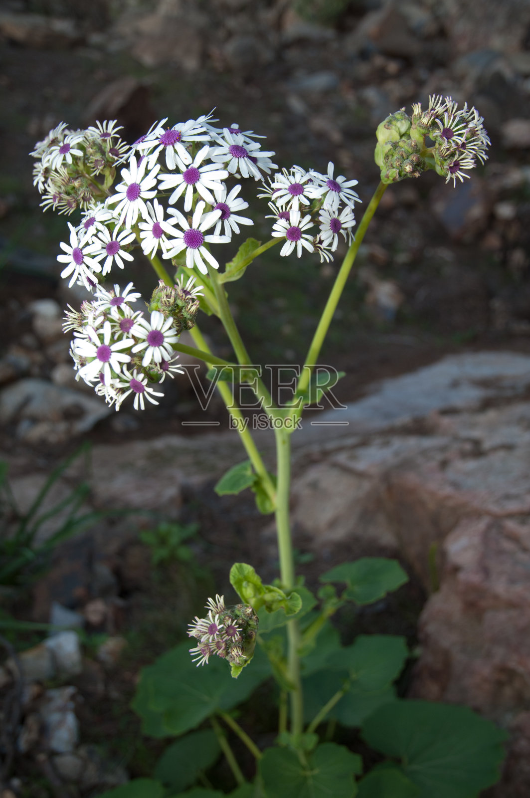 开花植物紫蒜，Inagua综合自然保护区。照片摄影图片