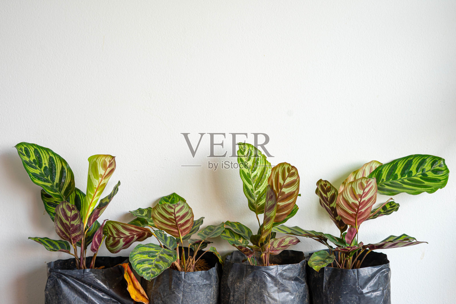 近距离观察Calathea makoyana E.Morren，空气净化器，室内植物。照片摄影图片