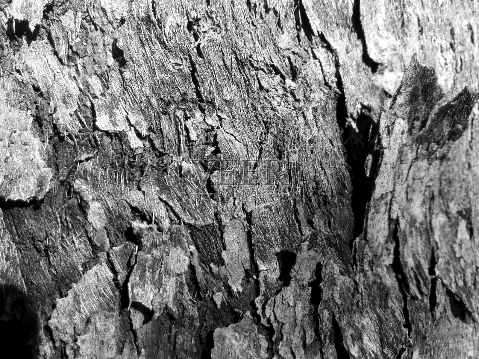 黑白照片与苔藓和地衣浮雕纹理。树皮的圆形全景图。树皮纹理特写，树皮纹理背景。中午在太阳下拍照照片摄影图片