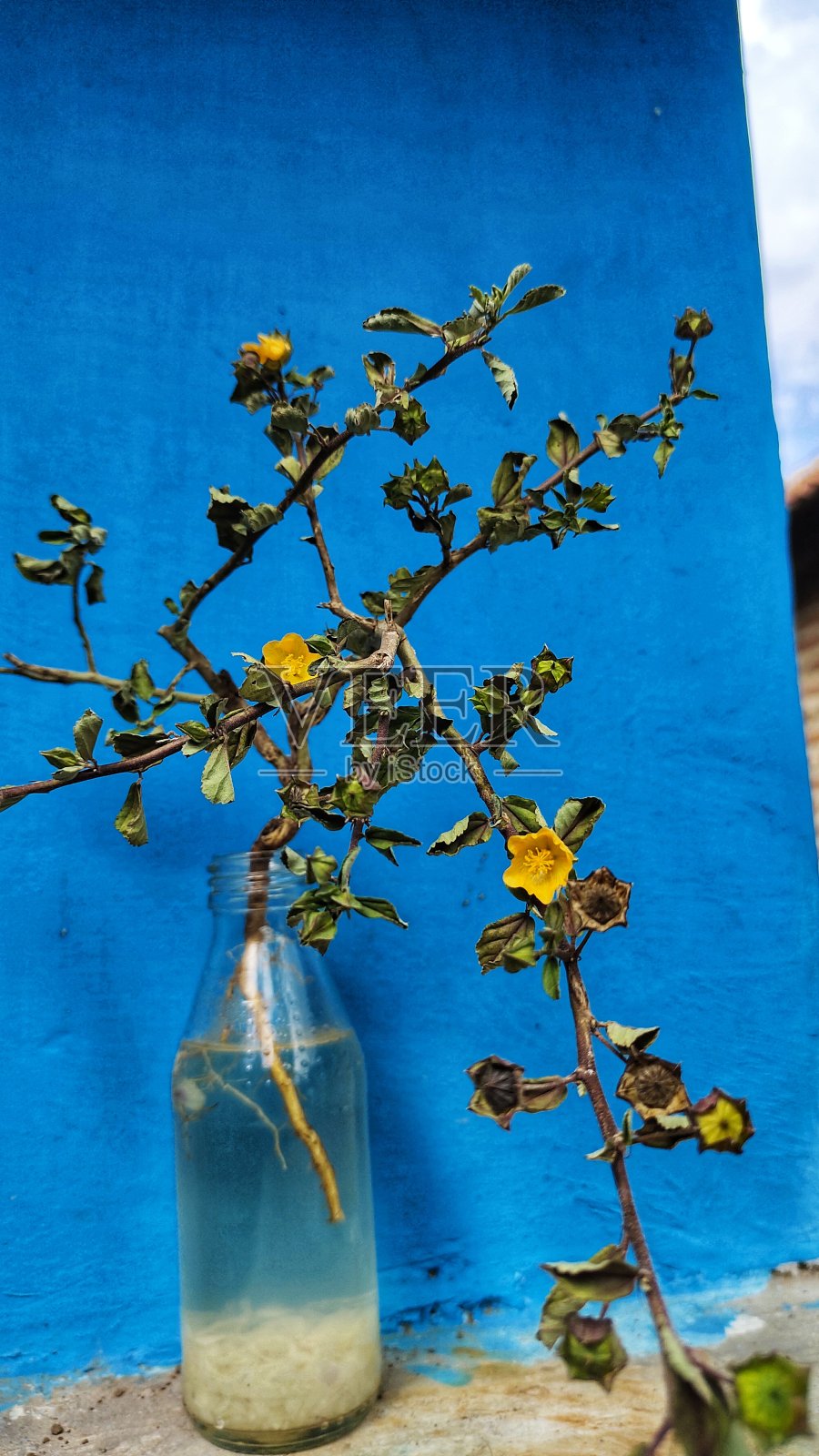 盆景照片摄影图片