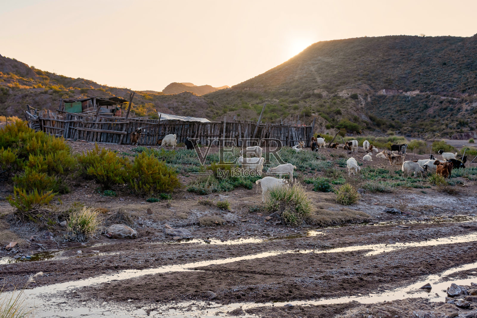 日落时分，阿根廷巴塔哥尼亚的畜栏里的山羊在一起。照片摄影图片