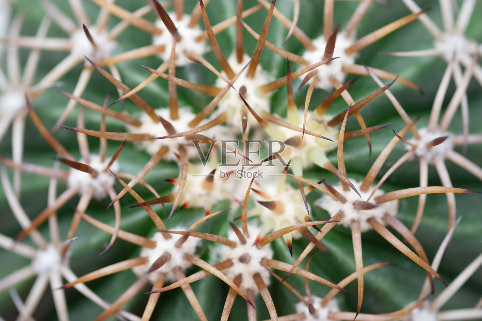 特写肉质植物，裸钙仙人掌与厚蜘蛛刺在花盆。照片摄影图片