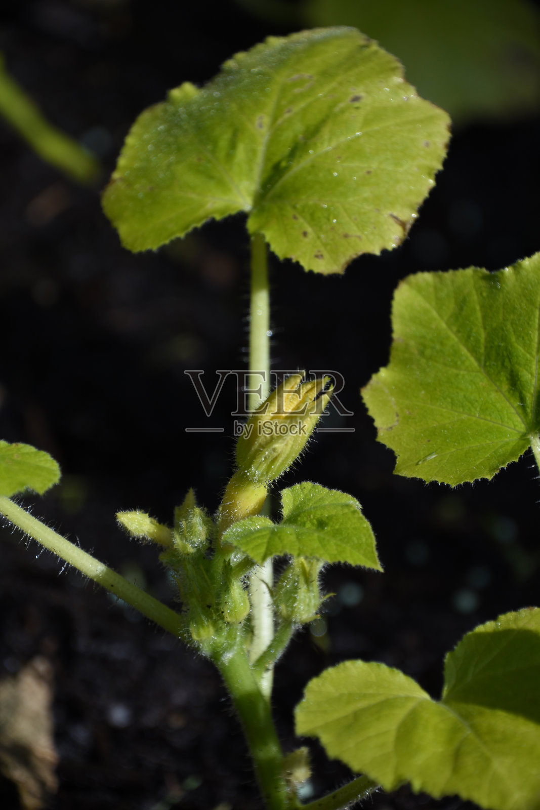 花园里的开花南瓜植物照片摄影图片