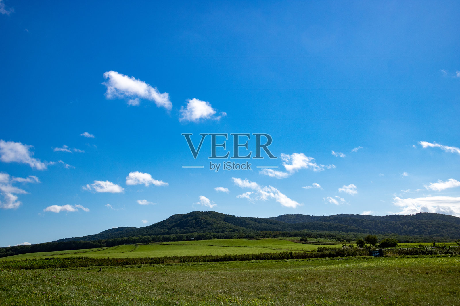 绿色的牧场，蓝天照片摄影图片