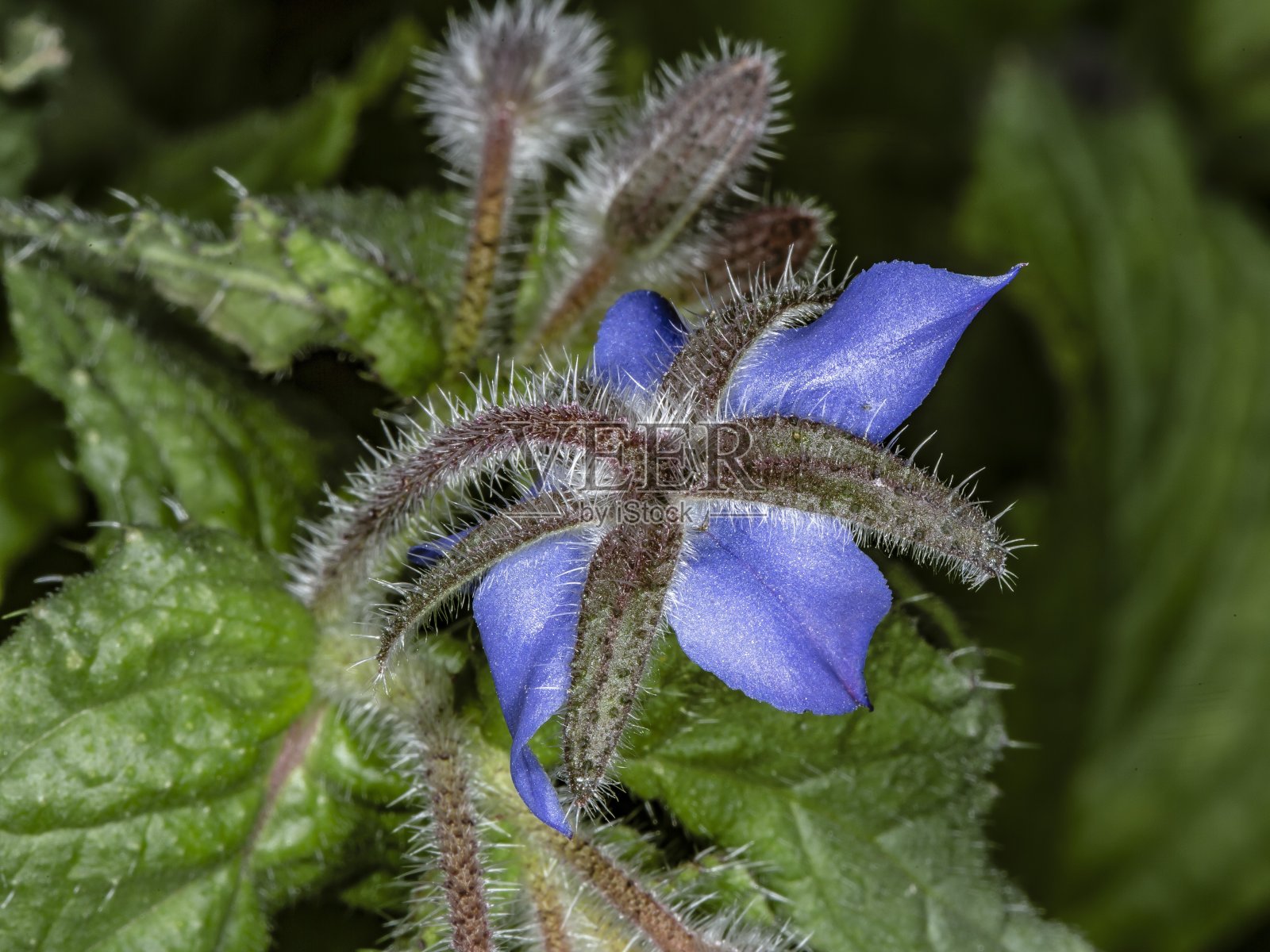 紫草科植物。照片摄影图片