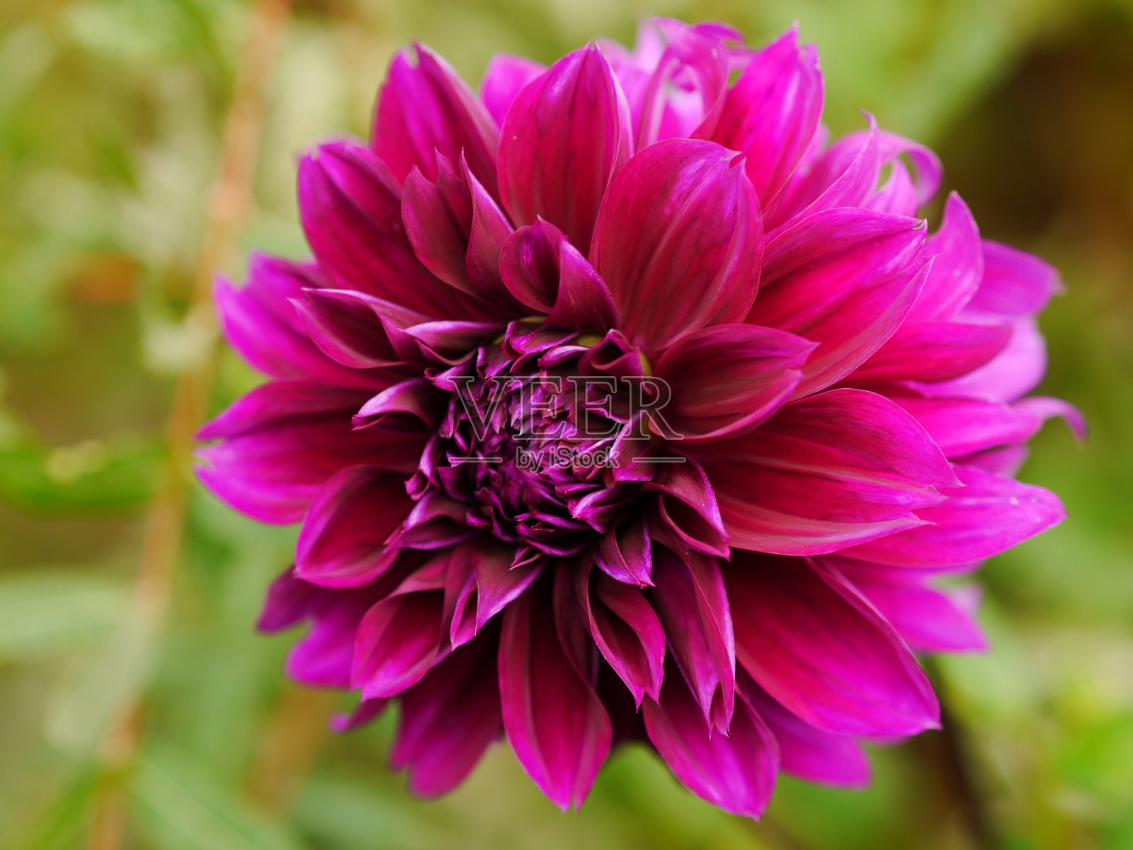 近距离观察深粉色的大丽花照片摄影图片