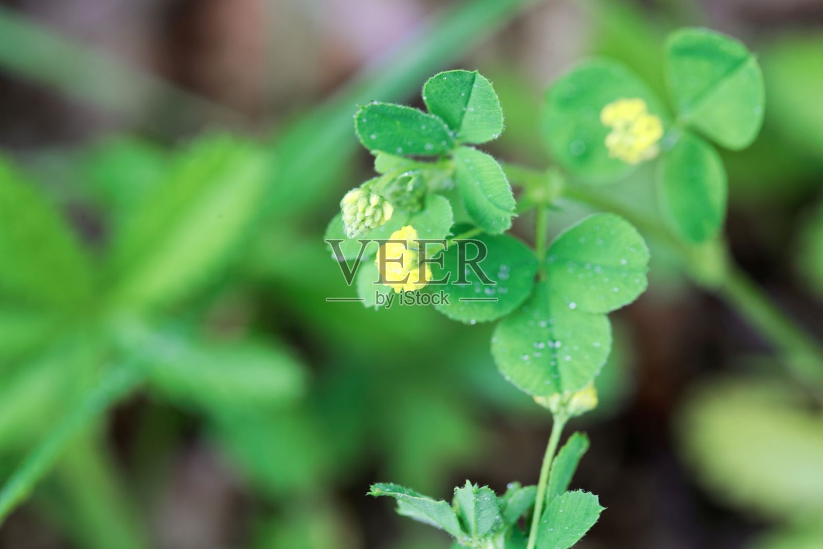 啤酒花苜蓿，苜蓿照片摄影图片