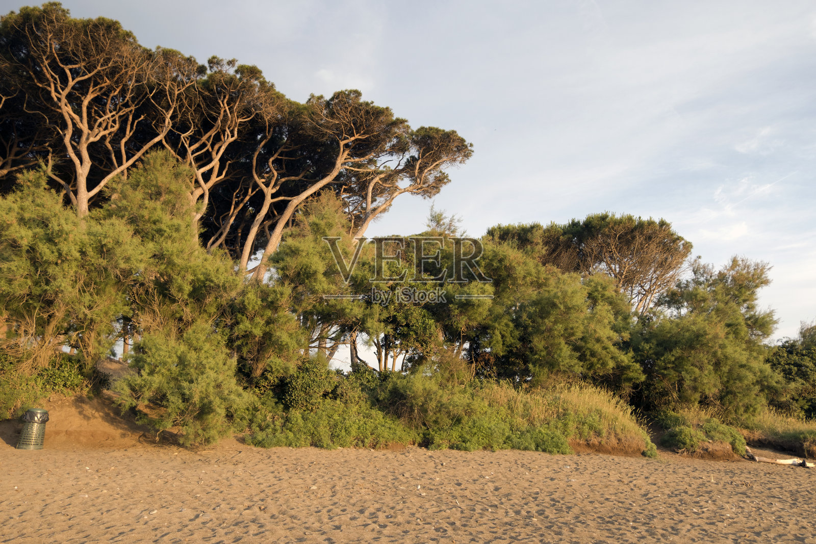 巴拉蒂湾，一片茂密的松树林，沿着沙滩，在托斯卡纳的皮昂比诺市附近的sunse t的景观照片摄影图片