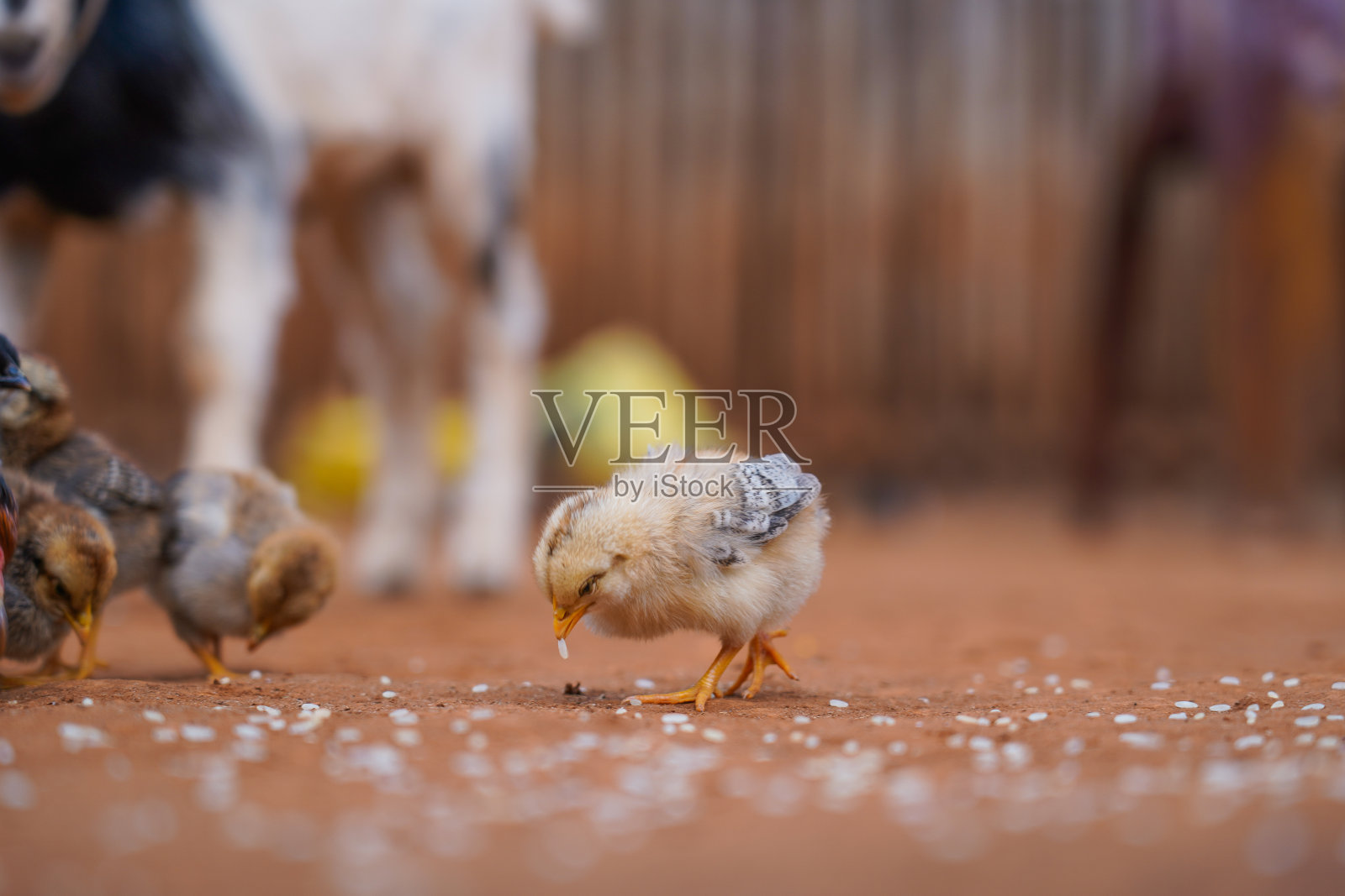小鸡吃米粒，小鸡在村子里照片摄影图片