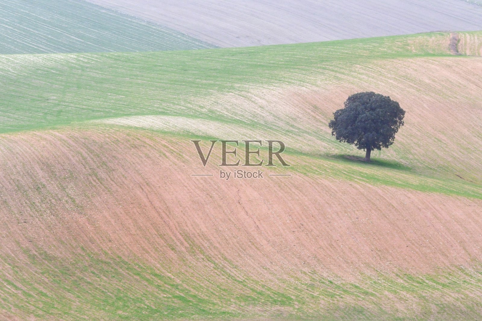 农田上孤立的树木照片摄影图片