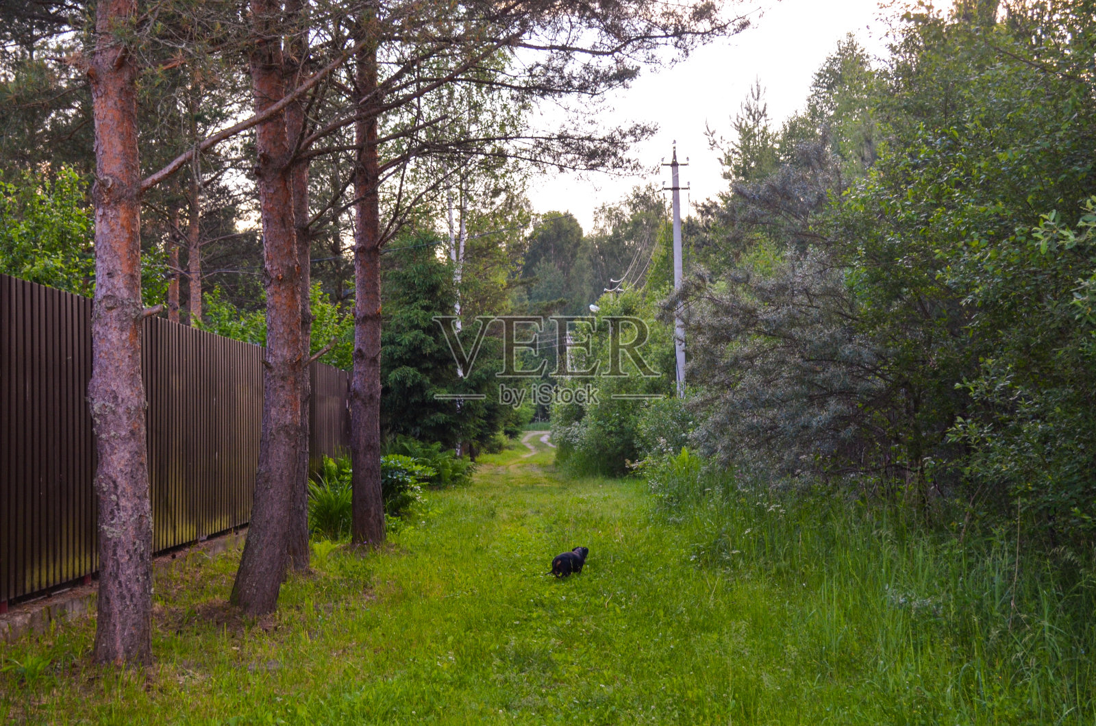 去森林的路上有绿草和松树照片摄影图片