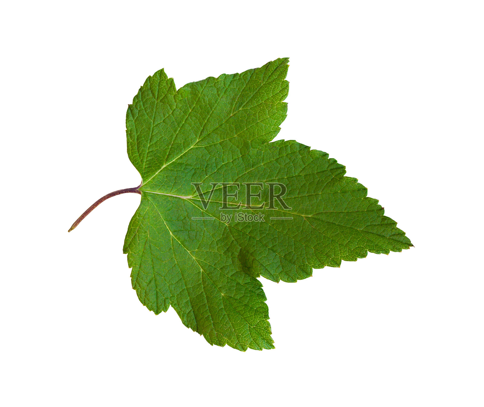 醋栗叶子孤立的白色背景。照片摄影图片