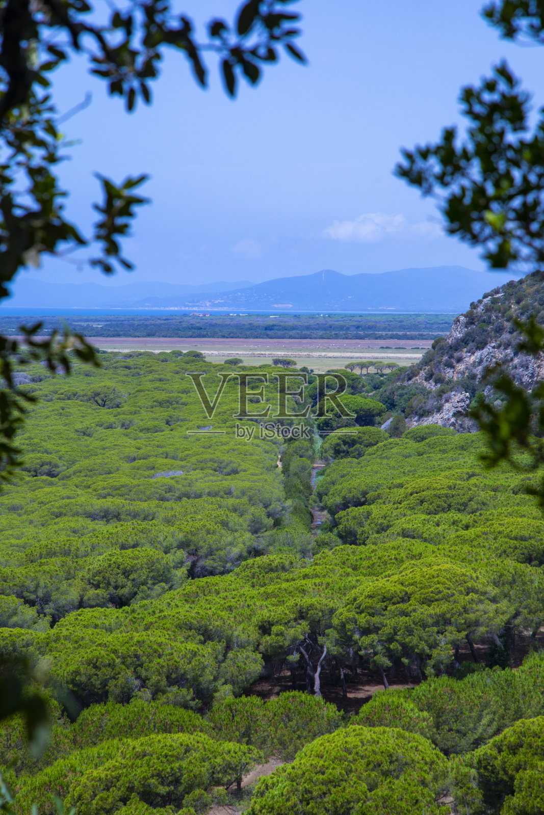 从上面拍摄的托斯卡纳马雷马公园的大松林照片摄影图片