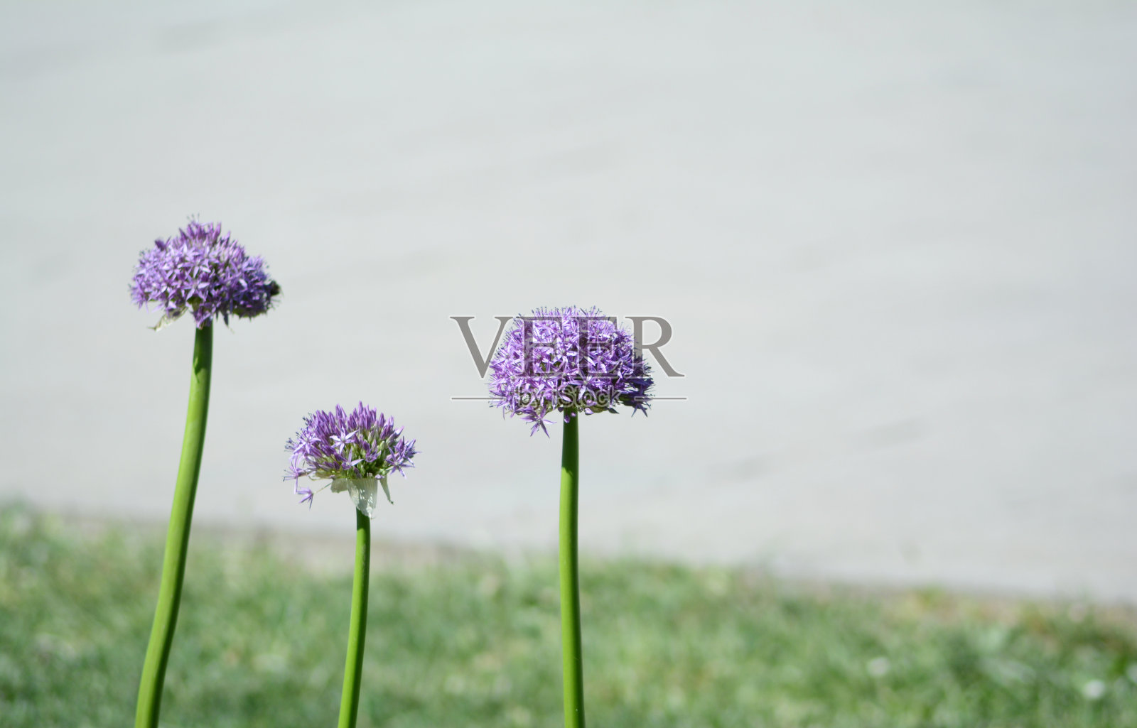 公园里有三朵紫色的花照片摄影图片