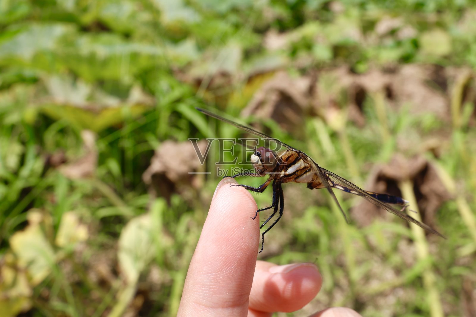 琥珀转向架albisum(Shiokara tonbo)照片摄影图片