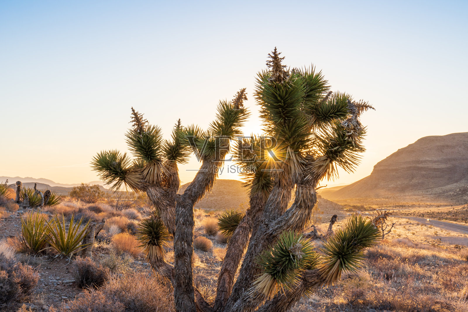 红岩峡谷的约书亚树照片摄影图片