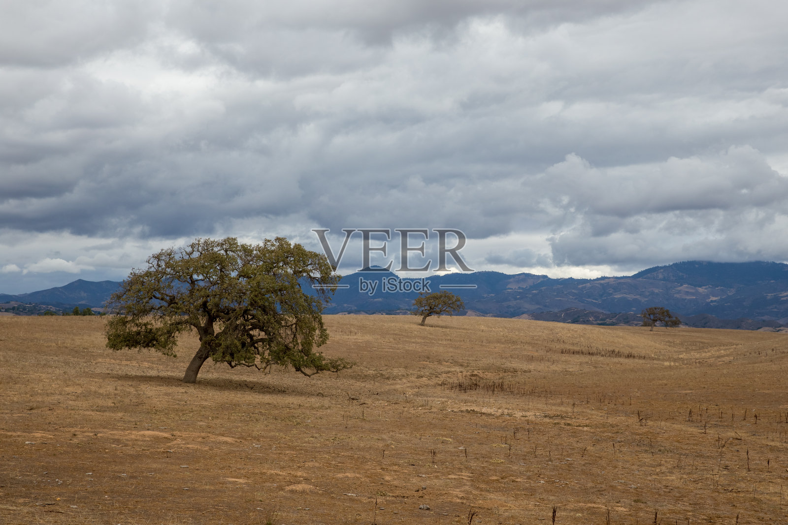 极简主义的全景，金色的起伏的山和加州黑橡树照片摄影图片