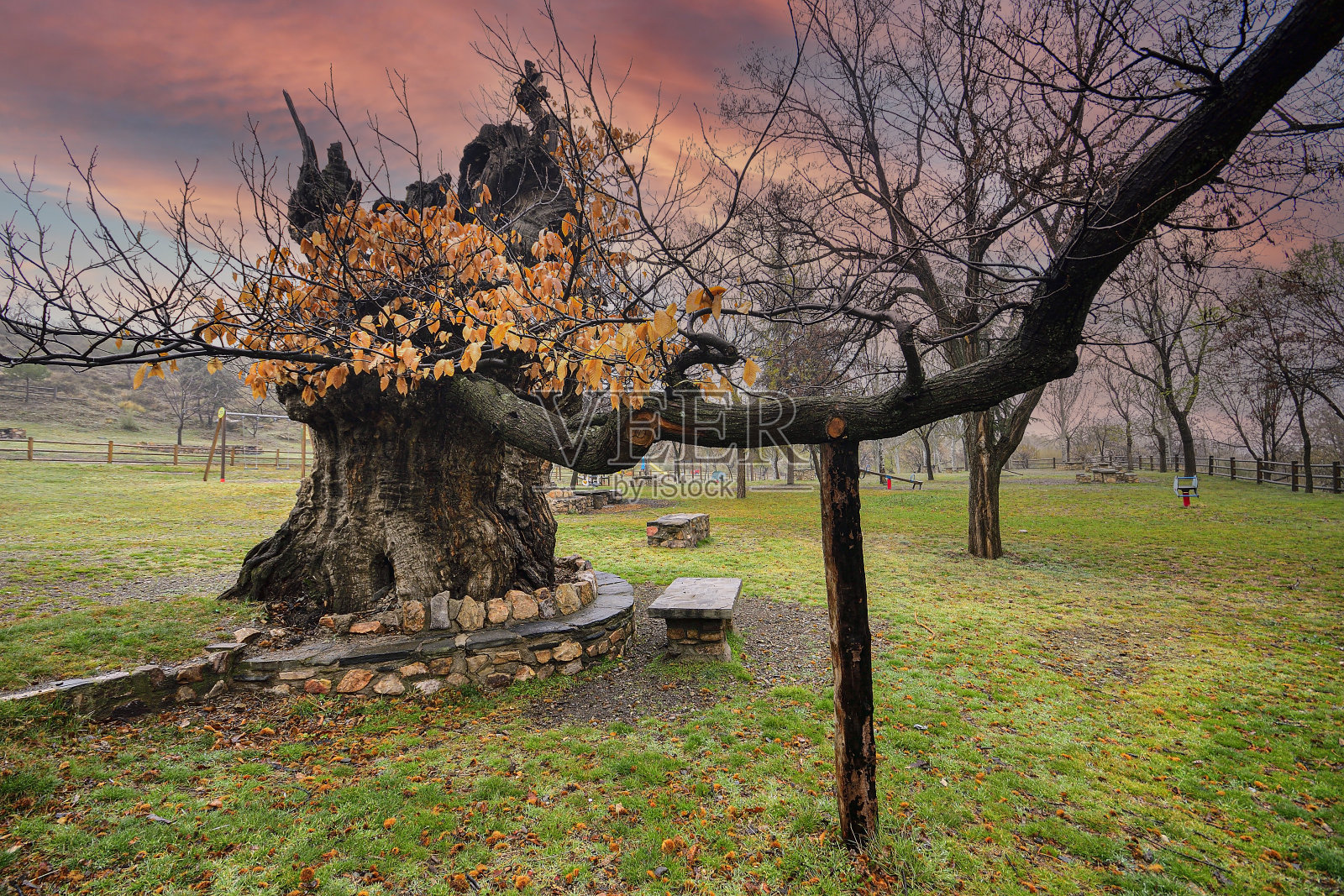 自然世界中孤立的树木照片摄影图片