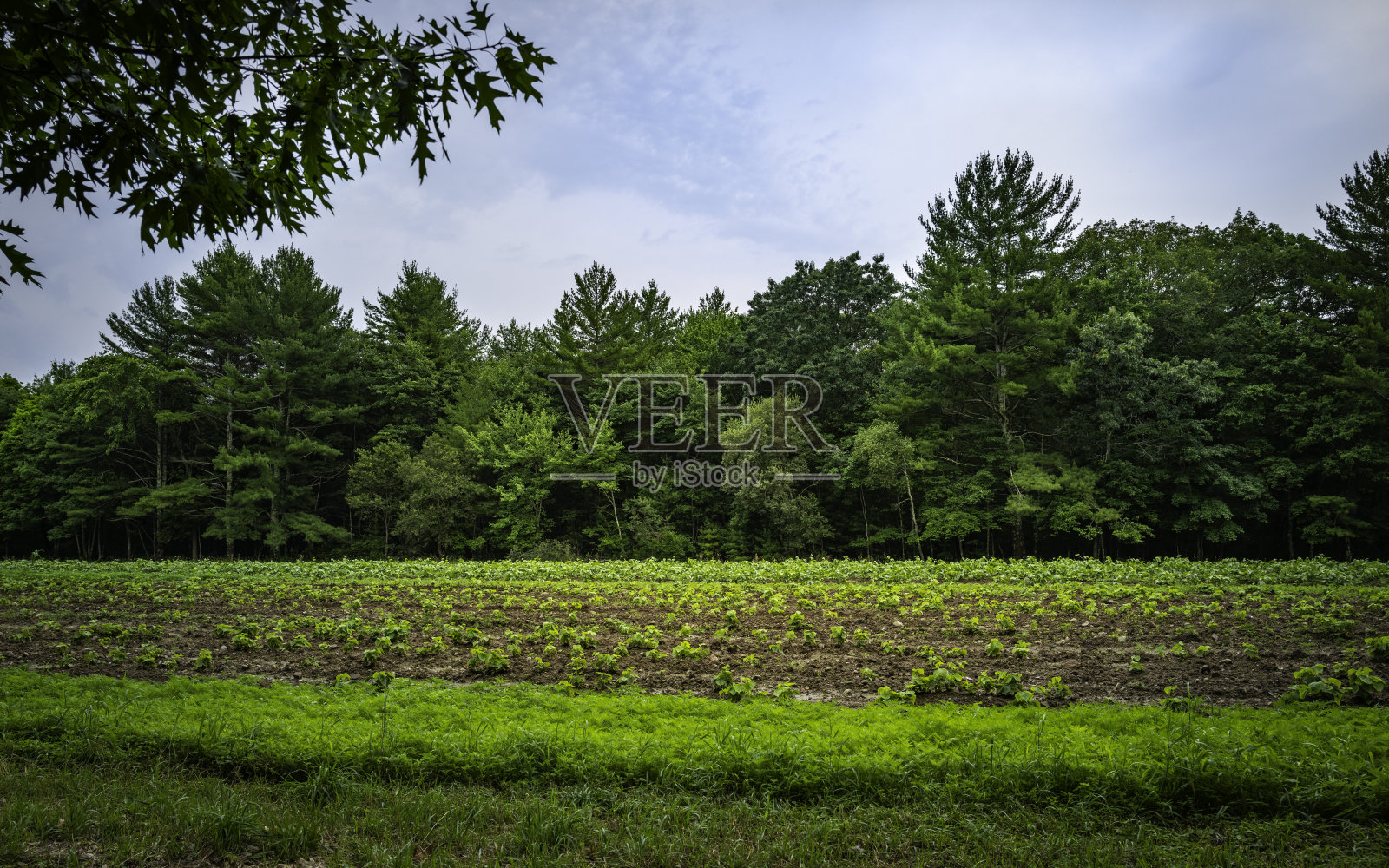 在雨季犁地中的青豆和蔬菜。照片摄影图片
