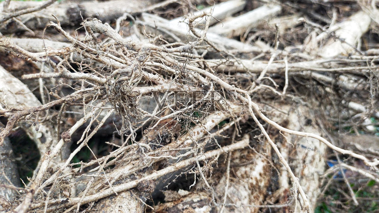 根纹理作为图案背景照片摄影图片