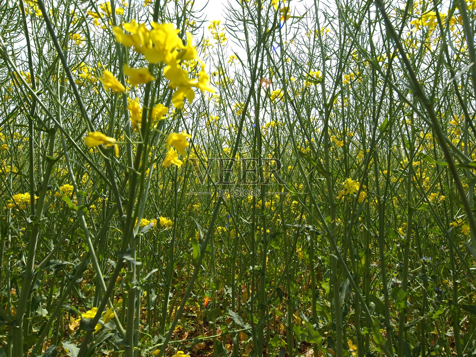 油菜花照片摄影图片