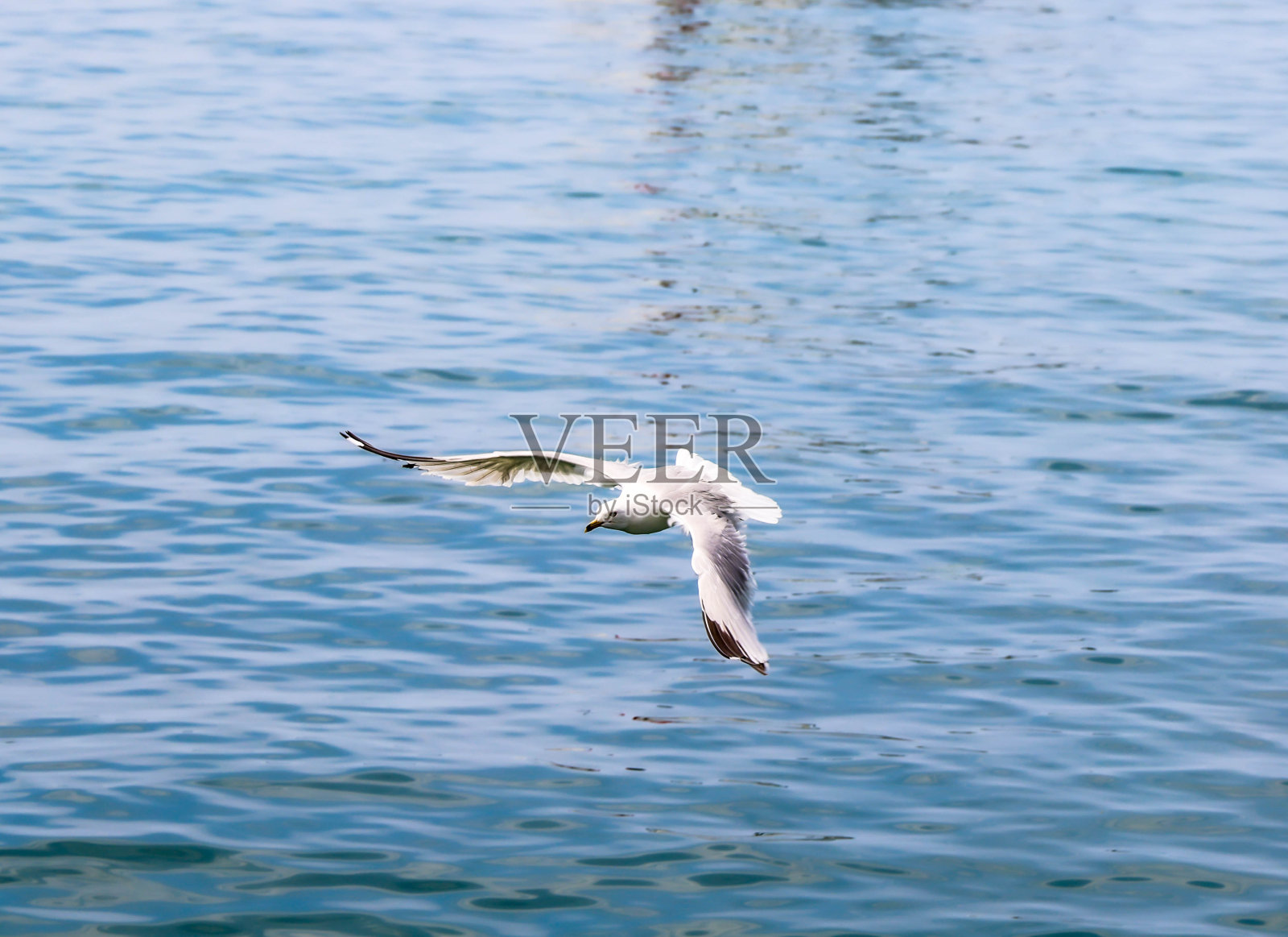 金湖照片摄影图片