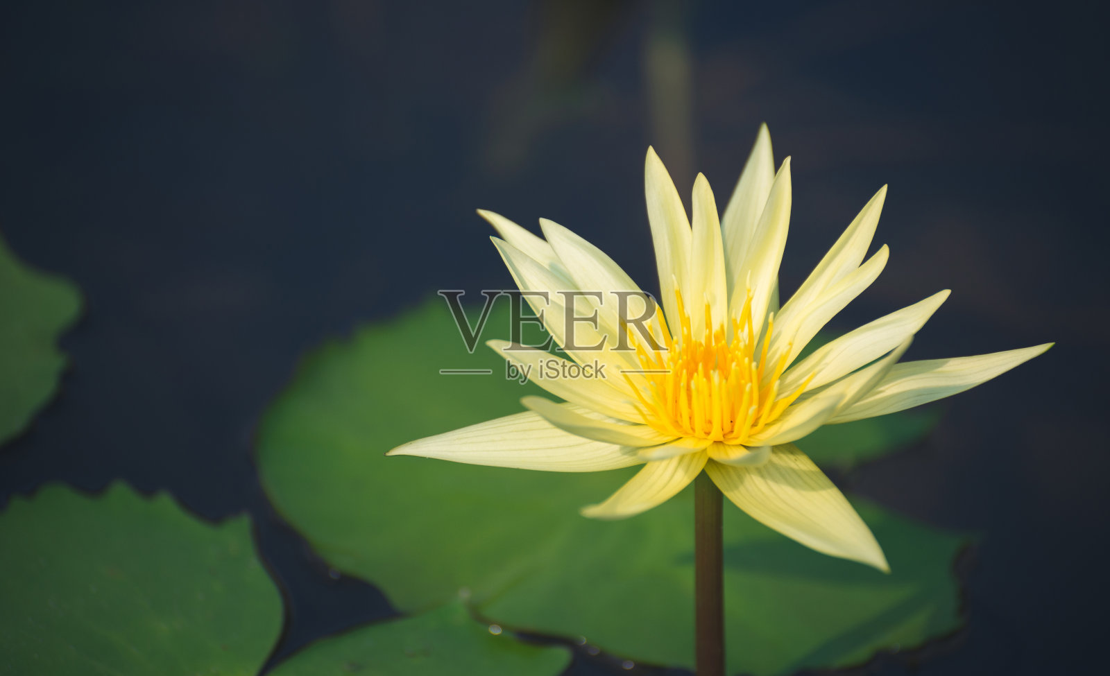 在室外花园中，黄色的荷花或睡莲绽放在阳光下的池塘中。照片摄影图片