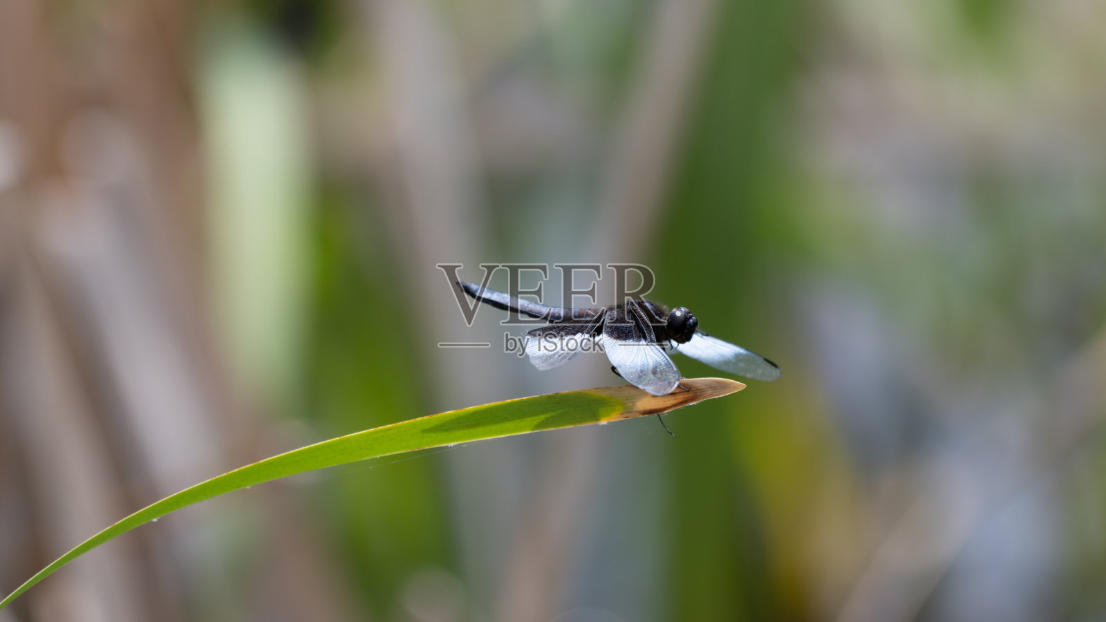 有黑白翅膀的蜻蜓照片摄影图片