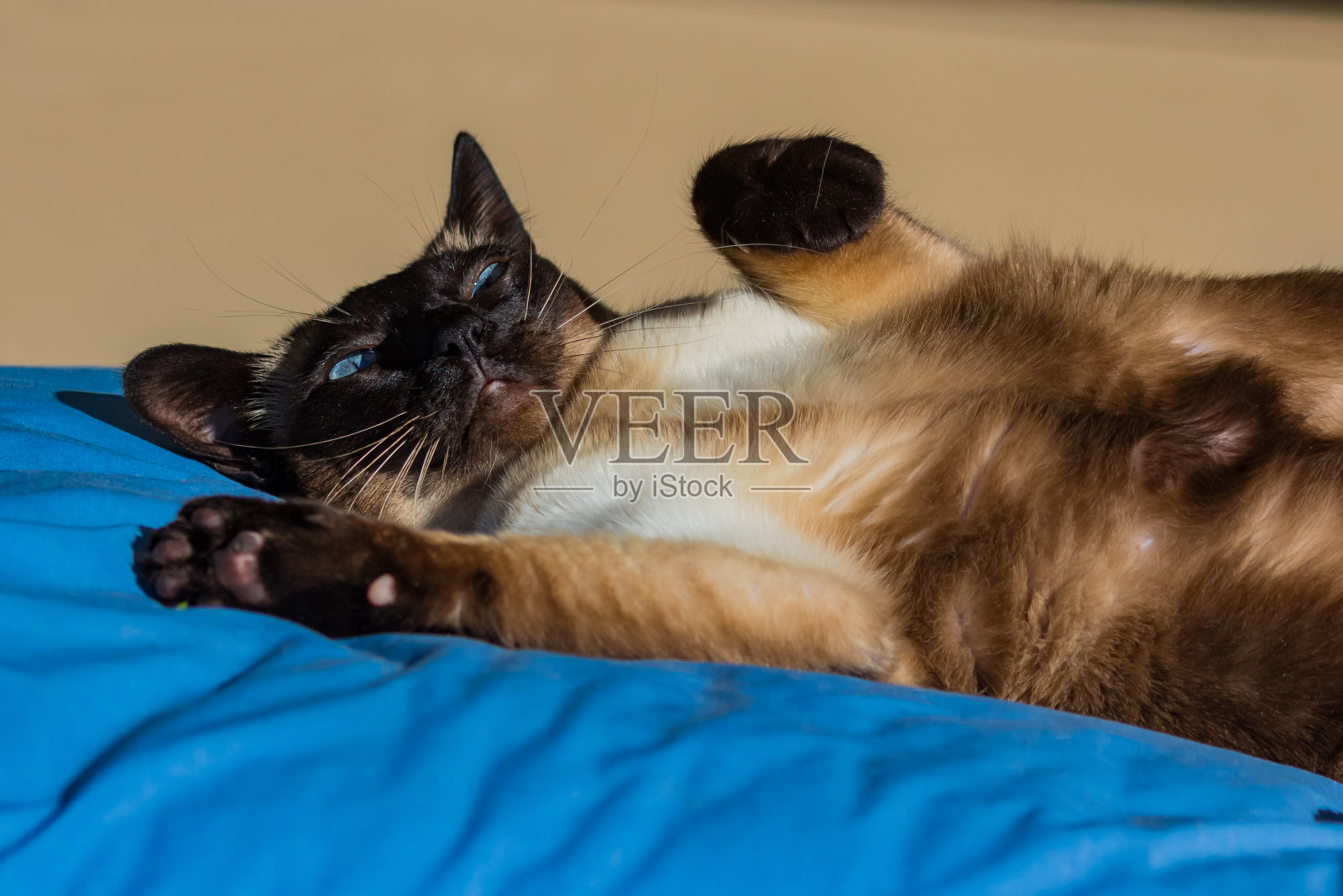 东奇尼猫的猫照片摄影图片