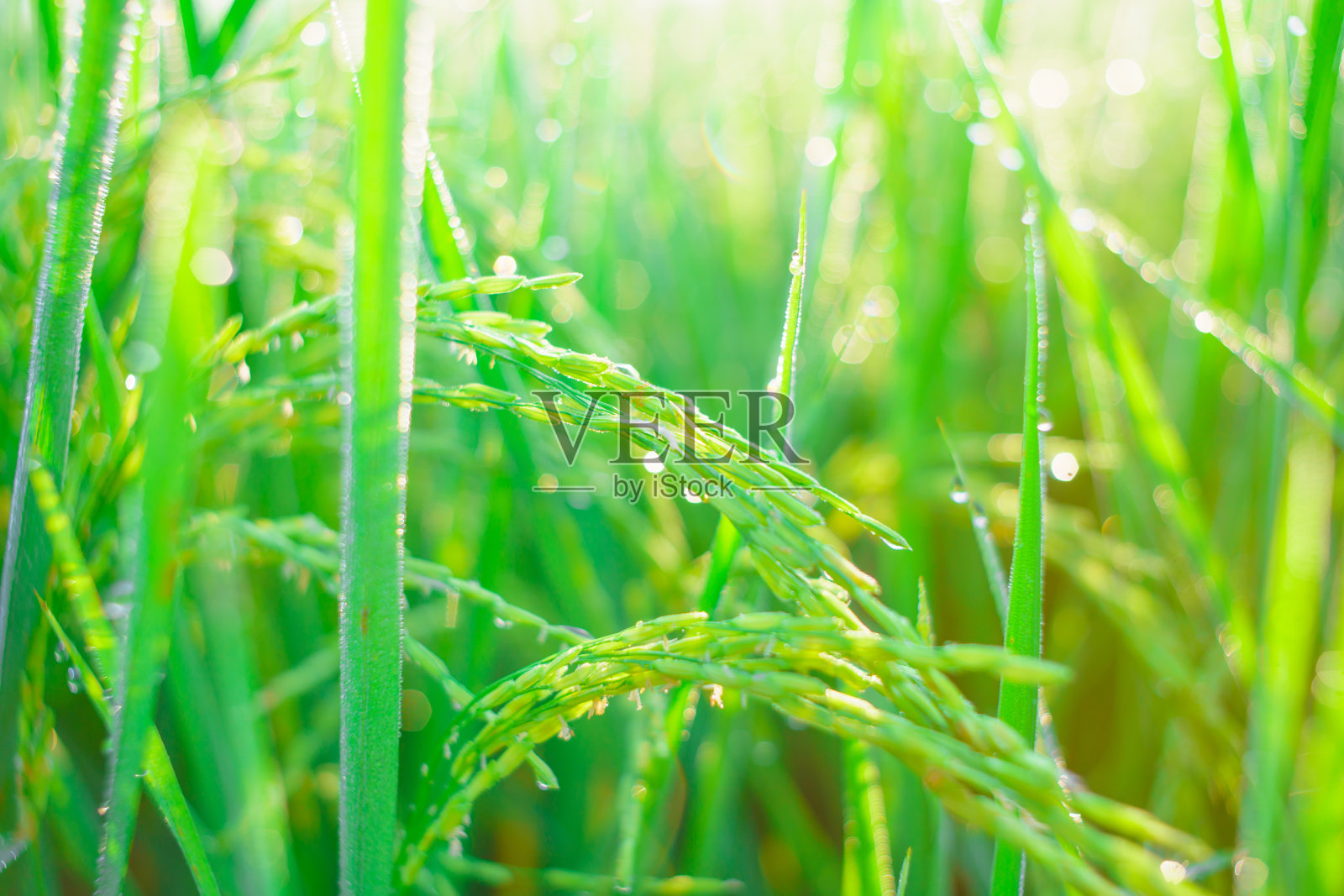 清晨田里一粒稻谷上的露珠。软的焦点。照片摄影图片