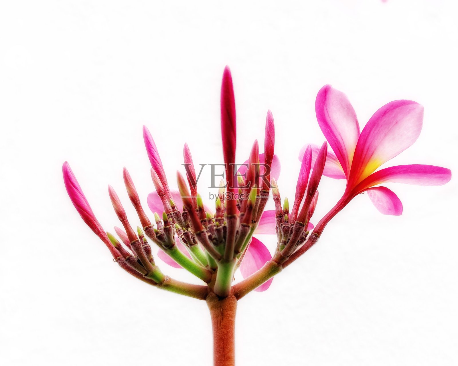 鸡蛋花靠着一堵白墙照片摄影图片