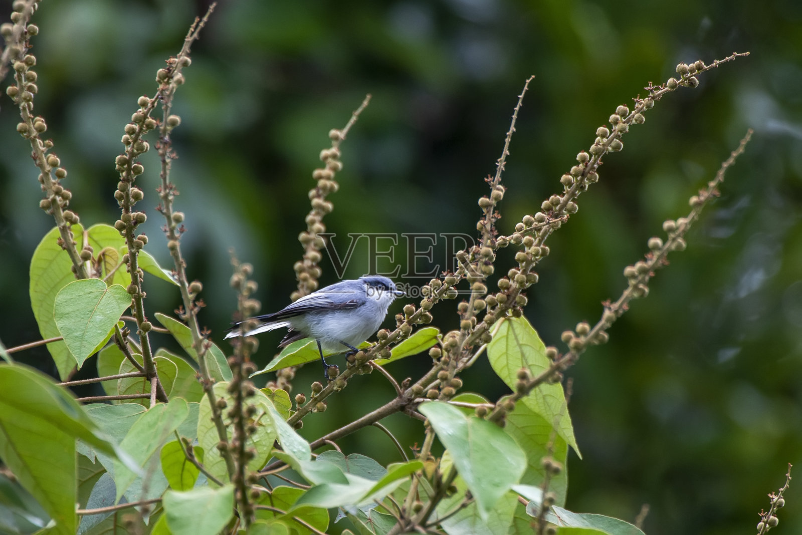 在戈亚斯Chapada dos Veadeiros国家公园拍摄的蒙面捕蚊者。照片摄影图片
