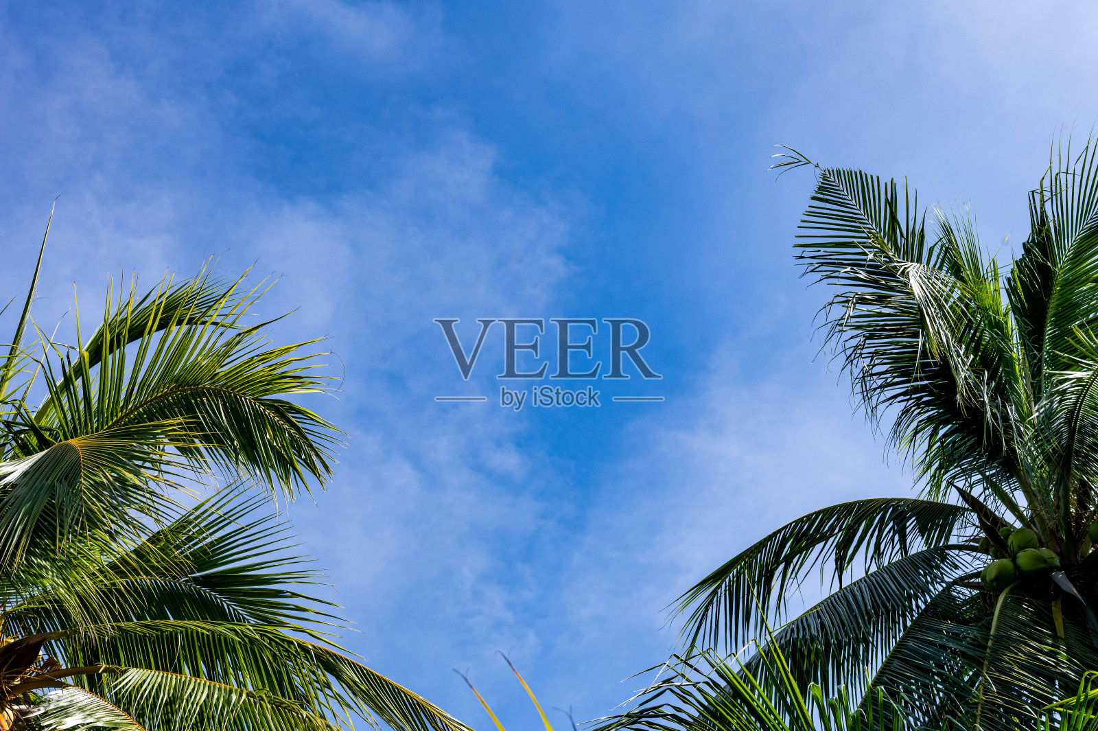 绿色的椰叶与阳光在天空的背景照片摄影图片