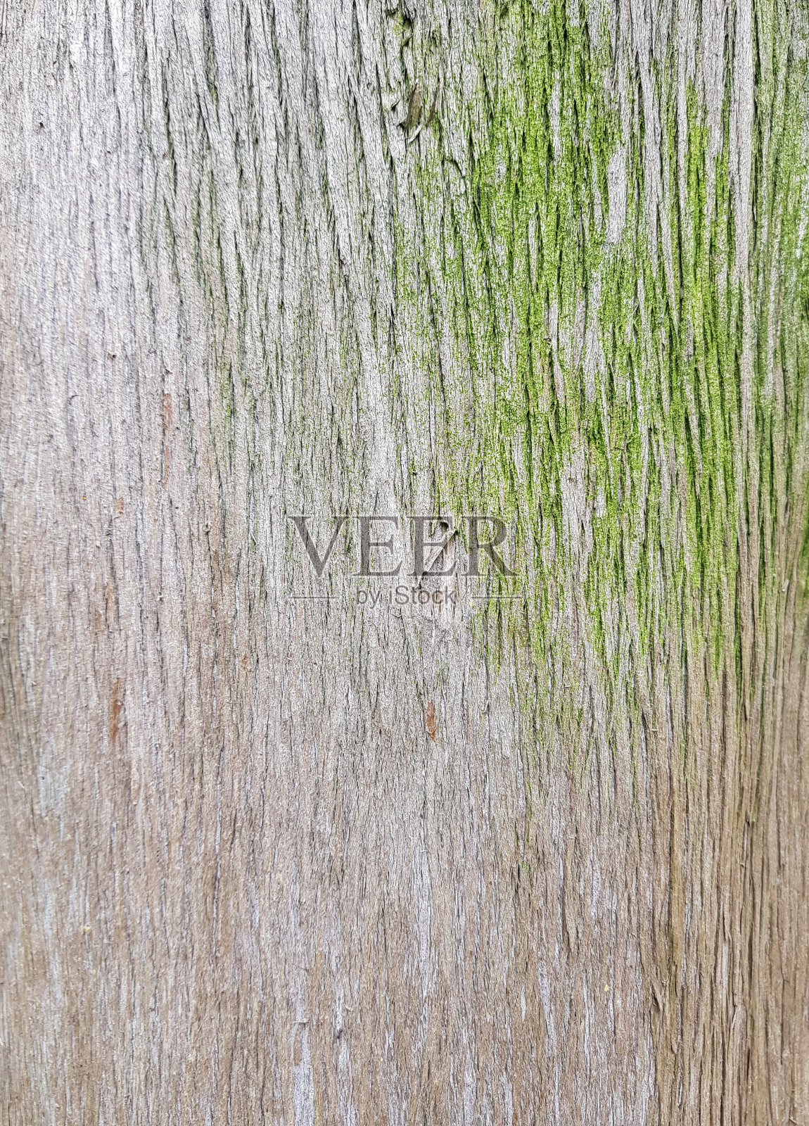 植物树皮和地衣，自然图案，树木表面，照片摄影图片